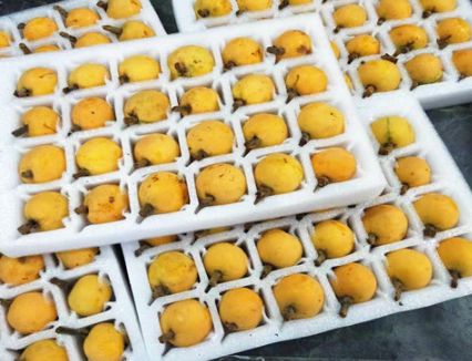 EVA泡棉廠家-琵琶托用哪種包裝材料？
